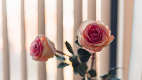 Как быстро помыть жалюзи на окнах не снимая. Как помыть жалюзи, не снимая их из окна: сверхлегкие способы, которые помогут