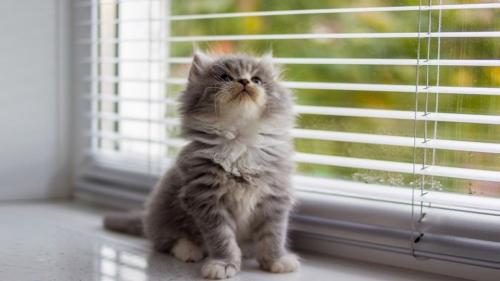 Горизонтальные жалюзи. Преимущества горизонтальных алюминиевых жалюзи