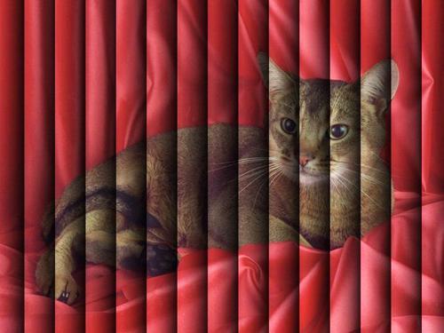 Вертикальные жалюзи с рисунком. Вертикальные жалюзи с фотопечатью — оригинальное решение в интерьере